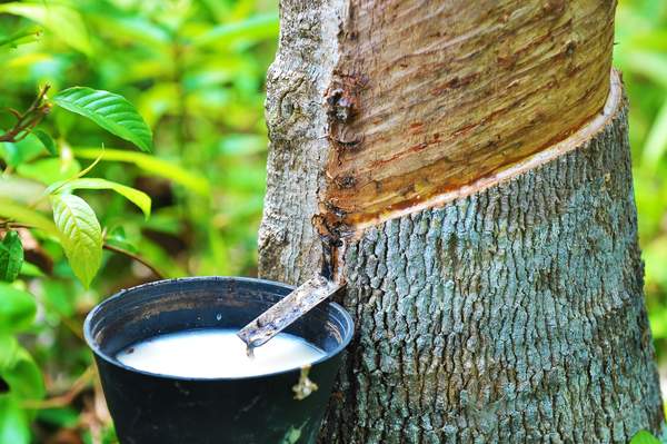 Milchsaft aus dem Gummibaum